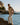 Polo Joss beige argento col marine coton égyptien boutons nacre Royal Mer
